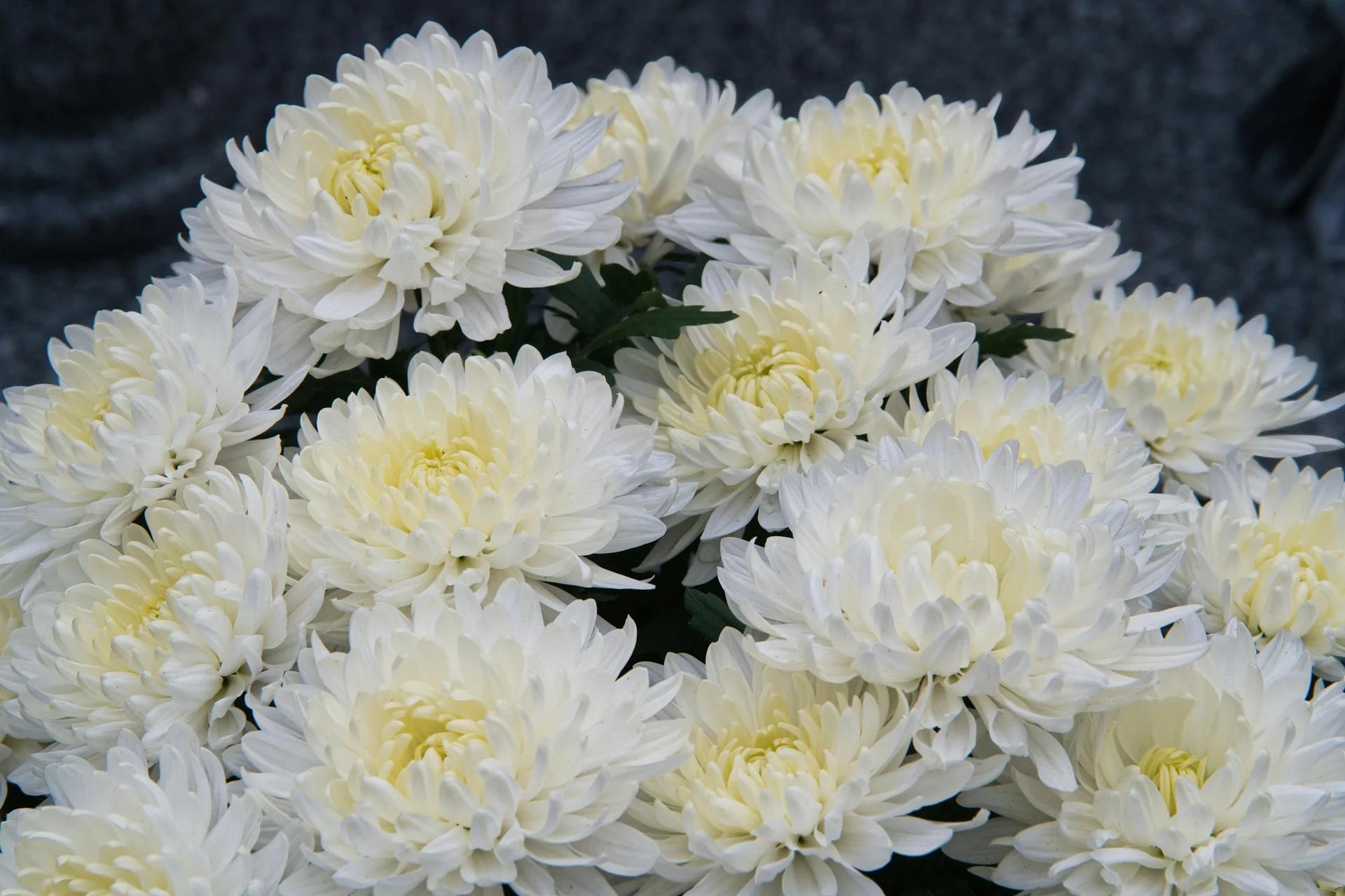 무빈소장례란? 뜻, 절차, 비용 총정리